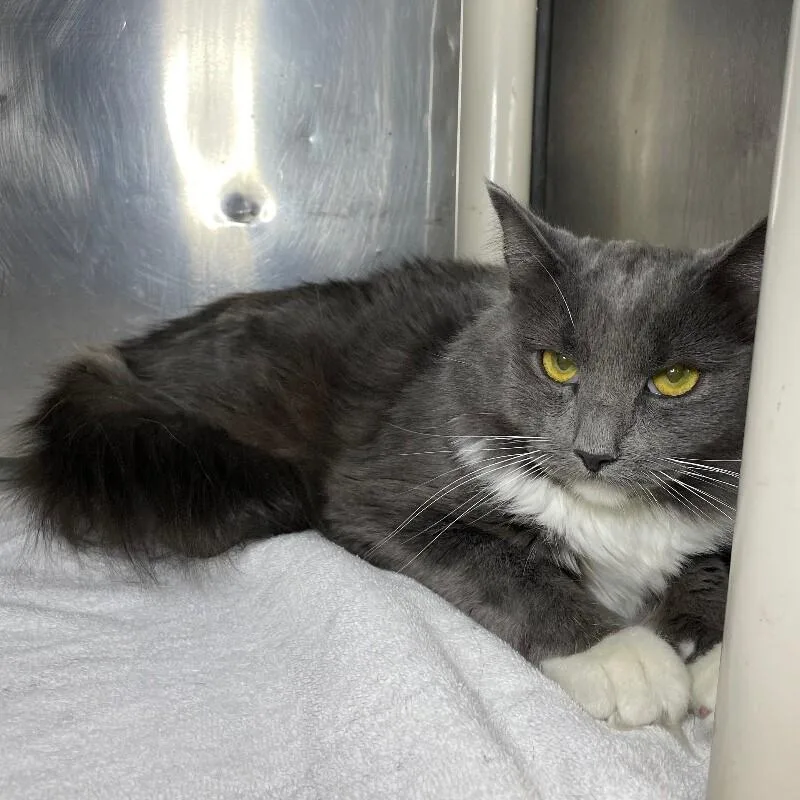 A young medium-sized female Domestic Long Hair cat named Baby for adoption in Roanoke, VA