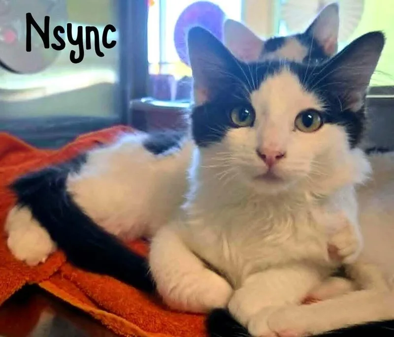 NSync