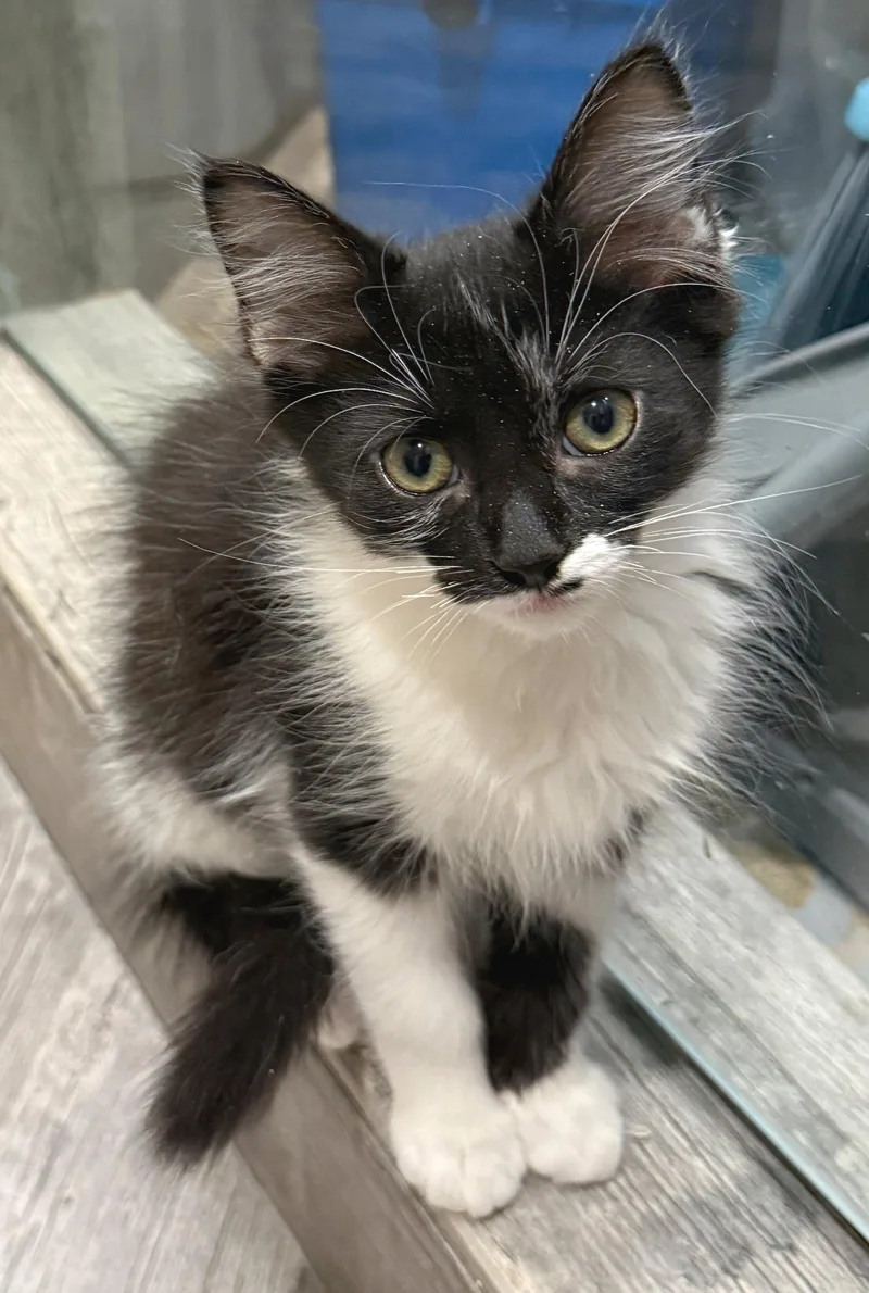 Pierre