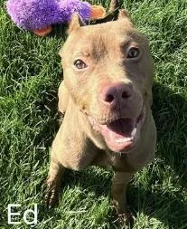 An adult medium-sized male Brown / Chocolate Pit Bull Terrier dog named Ed for adoption in Cicero, IL