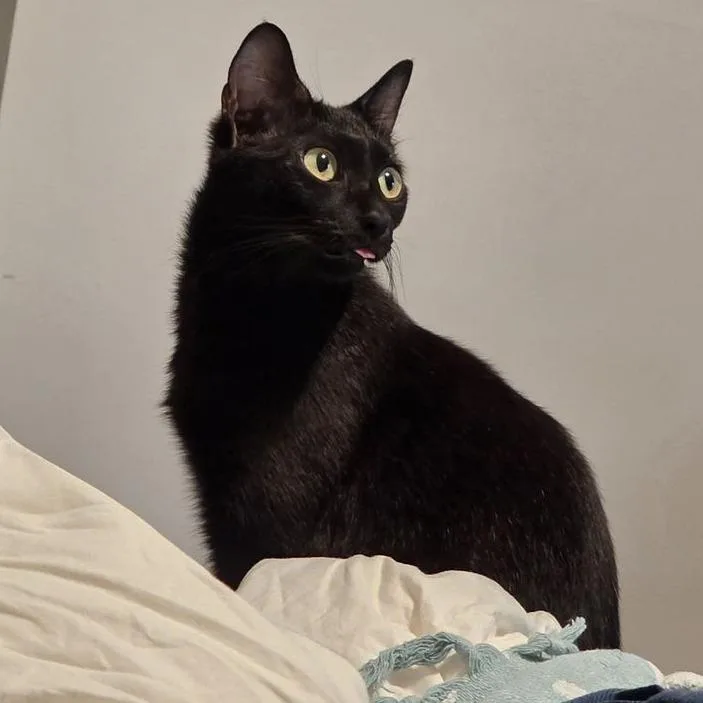 A young medium-sized female Black Domestic Short Hair cat named Jizell for adoption in Marietta, GA