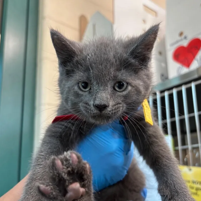 A baby small-sized male Gray / Blue / Silver Domestic Short Hair cat named Pomni for adoption in Springfield, MA