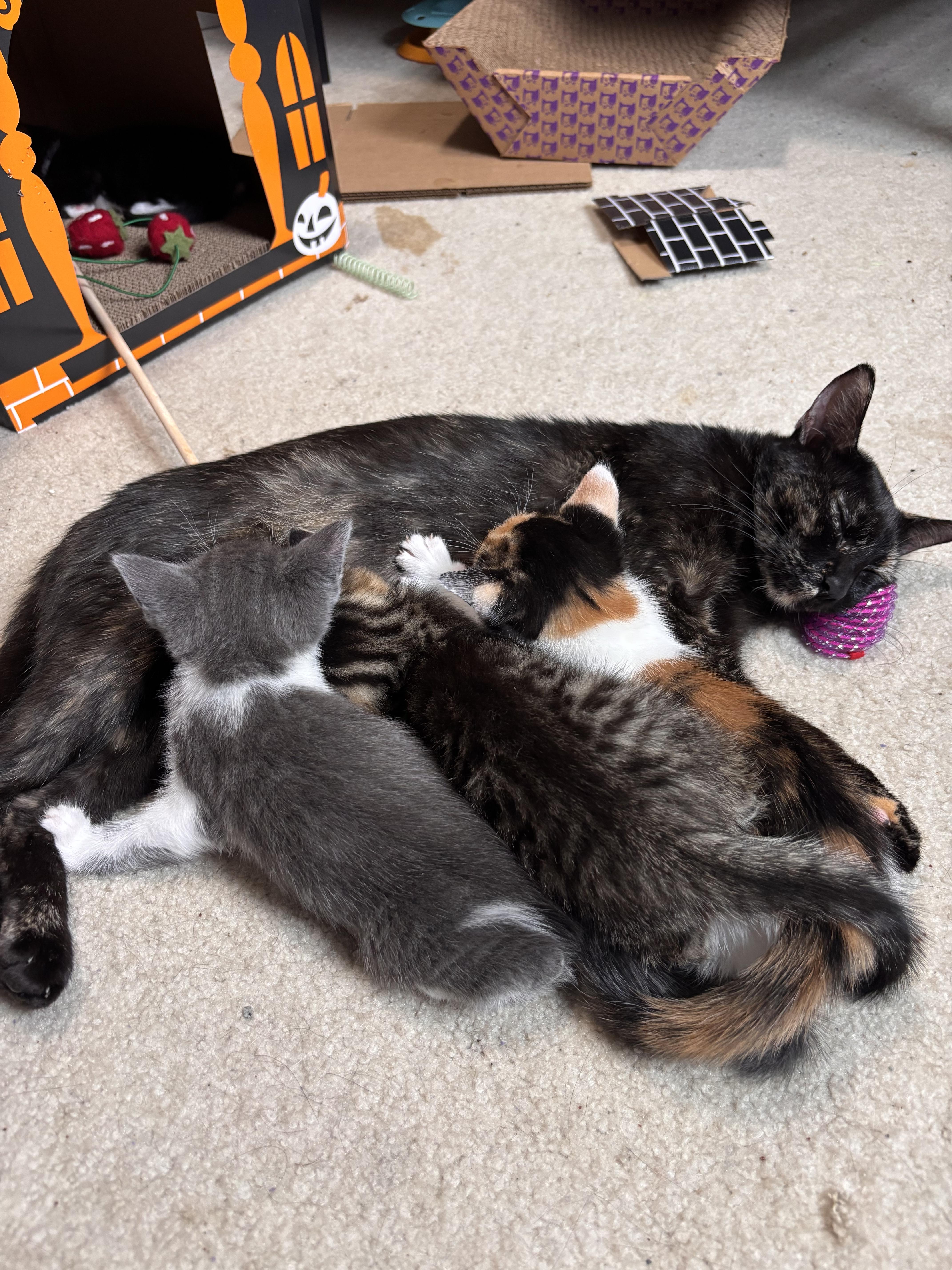 An adult medium-sized female Tuxedo cat named Mozzarella & Burrata for adoption in Kennebunk , ME