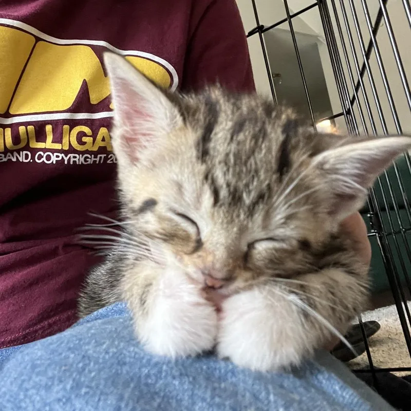 A baby small-sized male Brown / Chocolate Domestic Short Hair cat named Puck for adoption in Franklin, TN