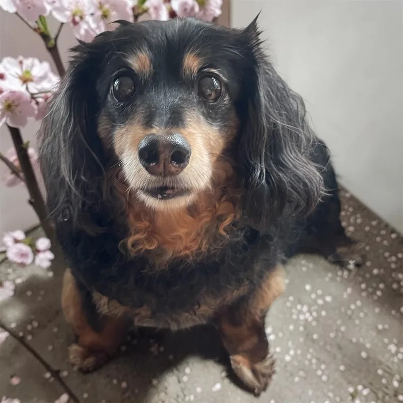A senior small-sized male Dachshund dog named Billy for adoption in Bellingham, WA