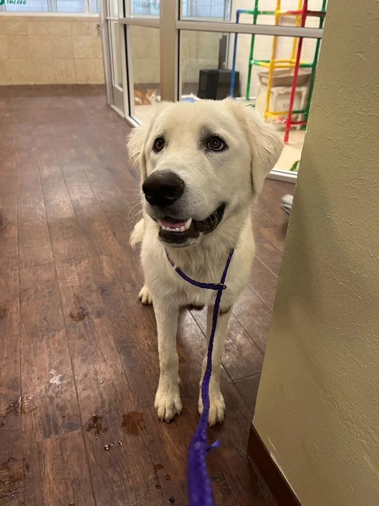 A young large-sized male Great Pyrenees dog named Dog Kennel for adoption in Greenville, TX