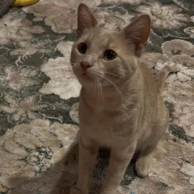 A young small-sized male Orange / Red Domestic Short Hair cat named Milo C for adoption in Princeton, MN