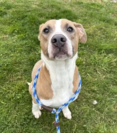 An adult medium-sized female American Staffordshire Terrier dog named Princess for adoption in Palmyra, VA
