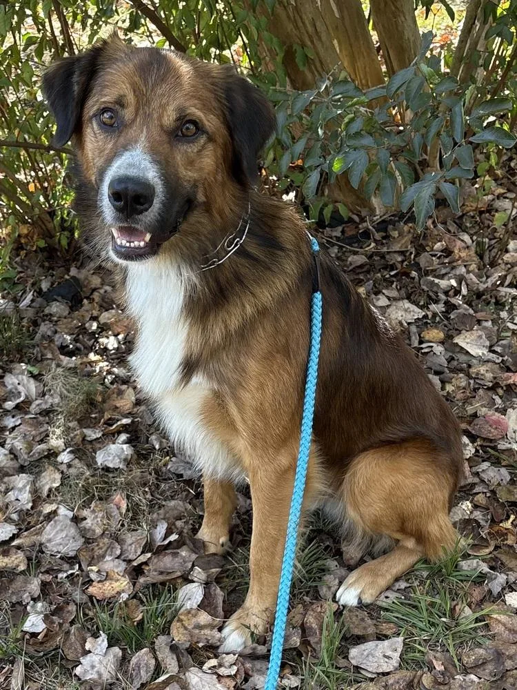 A young large-sized male Tricolor (Brown, Black, & White) Australian Shepherd dog named Remy for adoption in Pulaski, TN