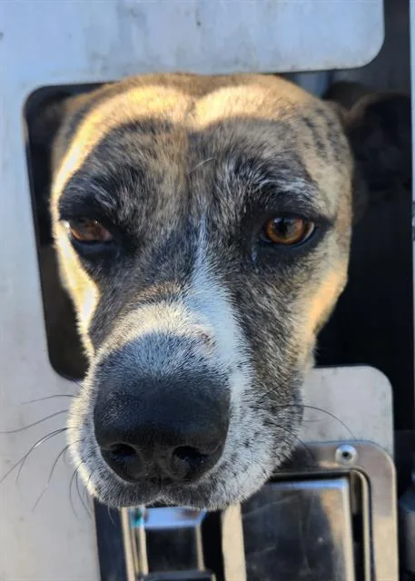 A young medium-sized female American Staffordshire Terrier dog named Juana for adoption in San Antonio, TX