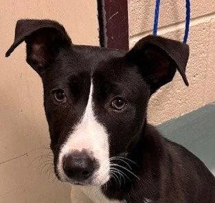A young medium-sized female Terrier dog named Clover for adoption in Bloomfield, CT