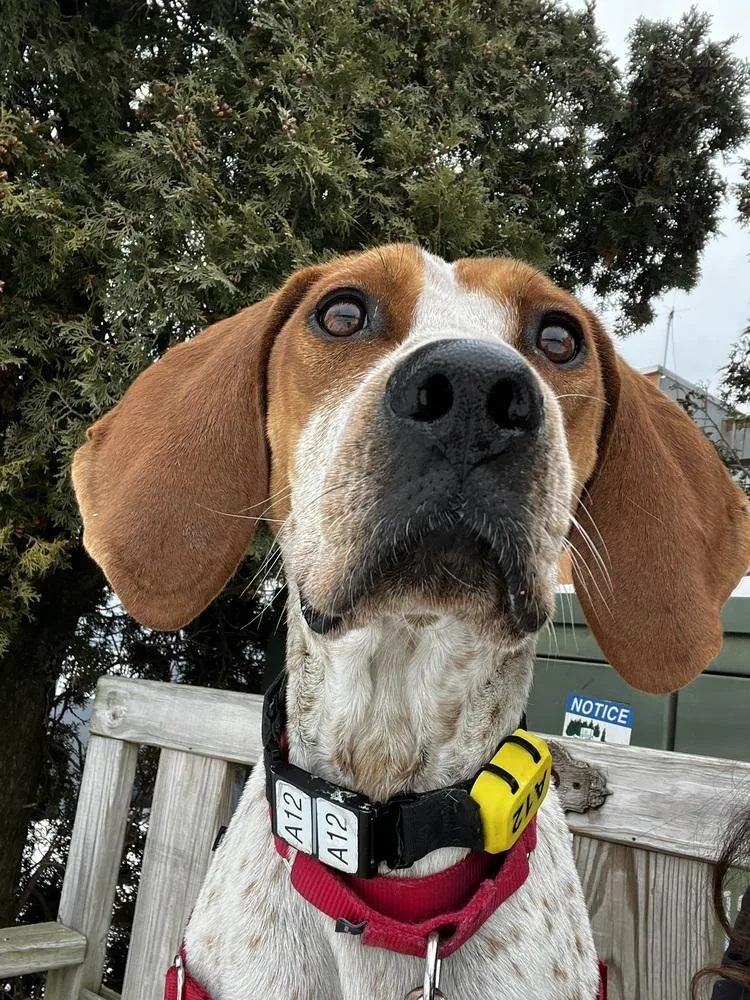 Maple Syrup thumbnail 3