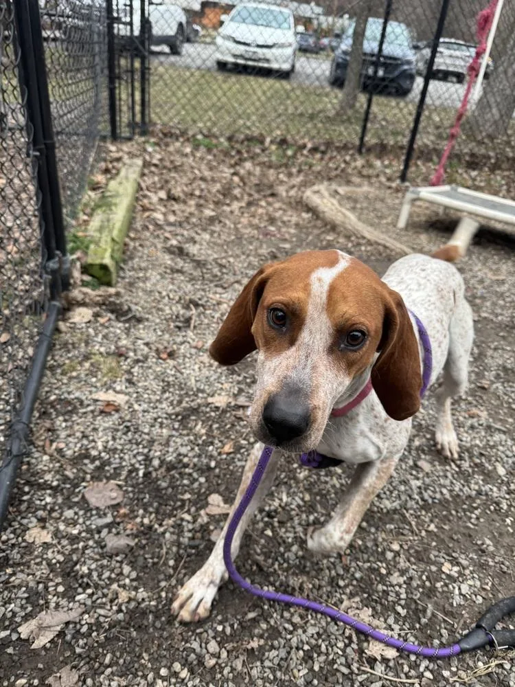 Maple Syrup thumbnail 4