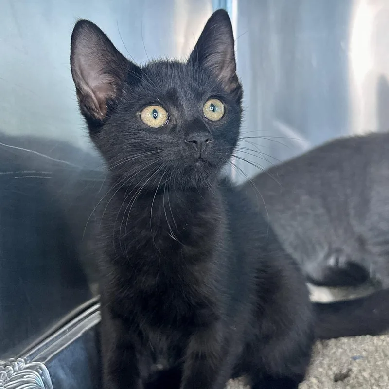 A baby small-sized female Black Domestic Short Hair cat named Fall for adoption in Matteson, IL