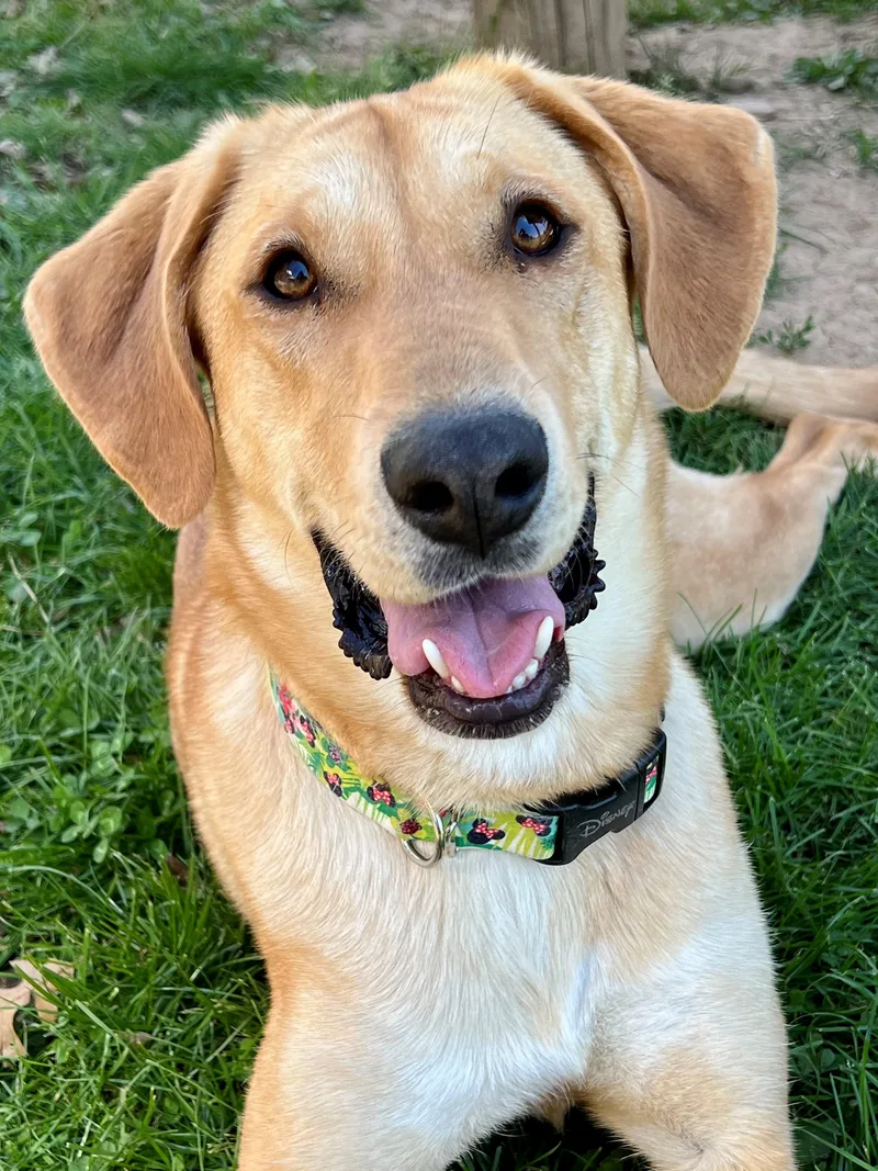 An adult medium-sized female Yellow / Tan / Blond / Fawn Hound dog named Nova for adoption in Frederick, MD