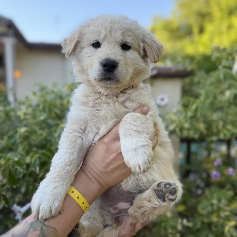 A baby large-sized female Golden Border Collie dog named Dee for adoption in Point Richmond, CA