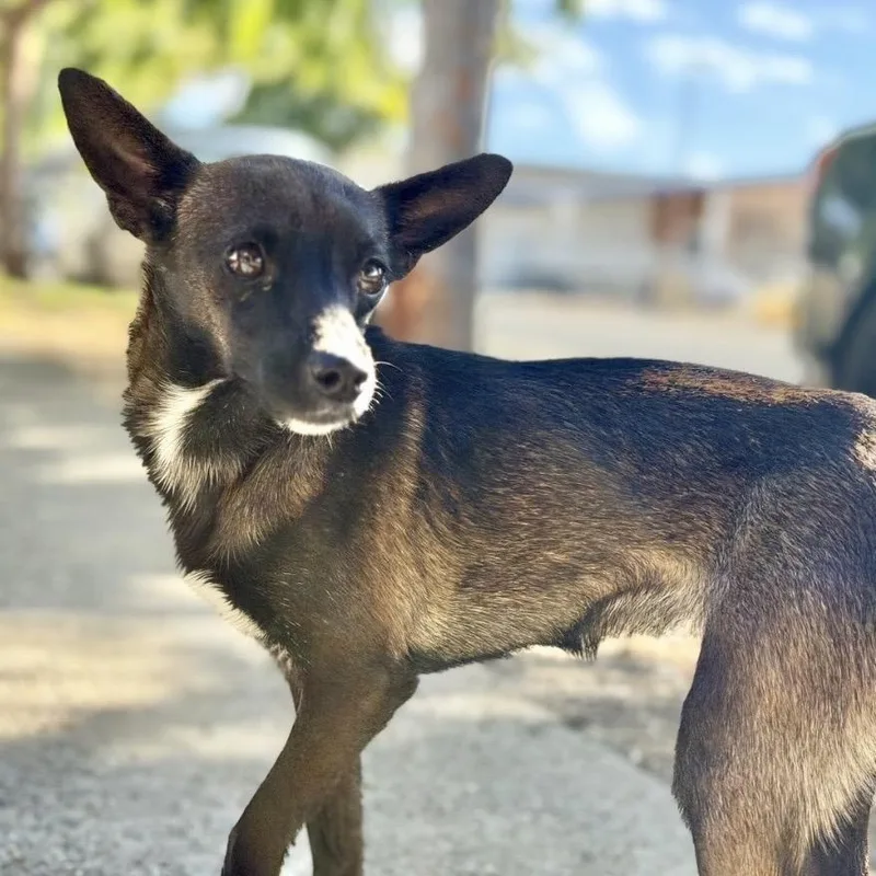 An adult small-sized female Brown / Chocolate Chihuahua dog named Elara for adoption in Point Richmond, CA