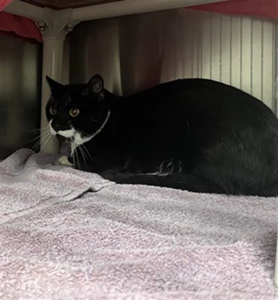 An adult medium-sized male Domestic Short Hair cat named Lullaby for adoption in Derwood, MD