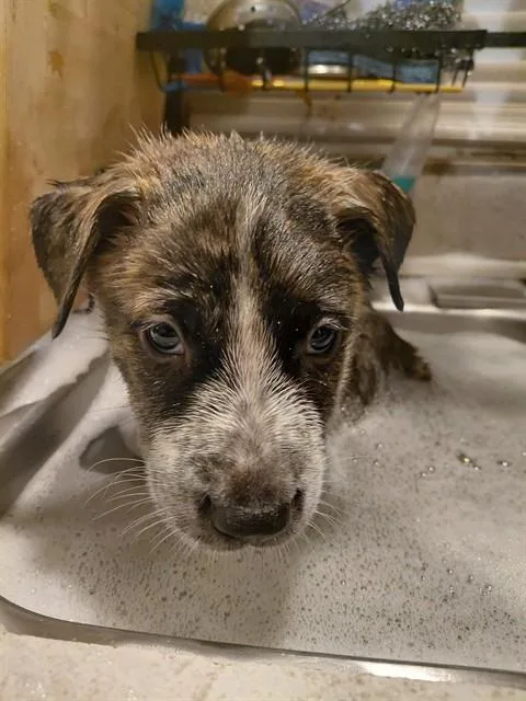 A baby small-sized female German Shepherd Dog dog named Baby Girl for adoption in Tucson, AZ