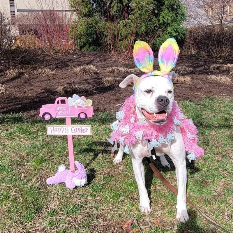 A senior medium-sized female Boxer dog named Sugar for adoption in Roanoke, VA