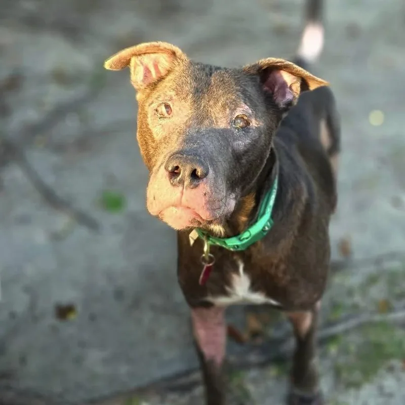 An adult medium-sized male Gray / Blue / Silver Pit Bull Terrier dog named Hiccup for adoption in Columbia, SC