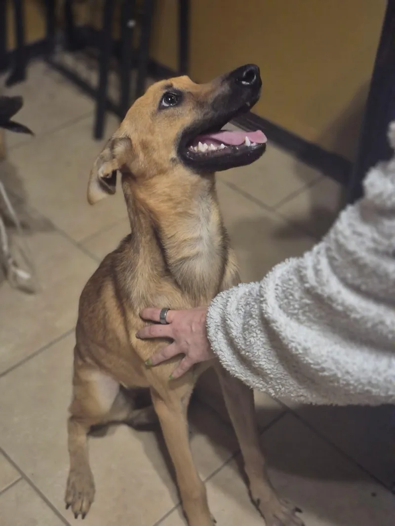 A young medium-sized female Belgian Shepherd / Malinois dog named Gory for adoption in Houston, TX