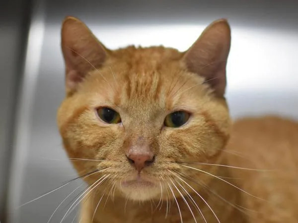 An adult large-sized male Domestic Short Hair cat named Simba for adoption in Portland, OR