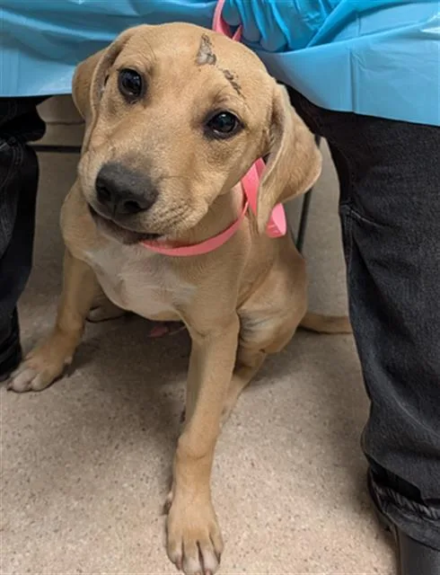 A baby medium-sized male Yellow / Tan / Blond / Fawn Yellow Labrador Retriever dog named Gumball  Urgent  for adoption in Thousand Oaks, CA