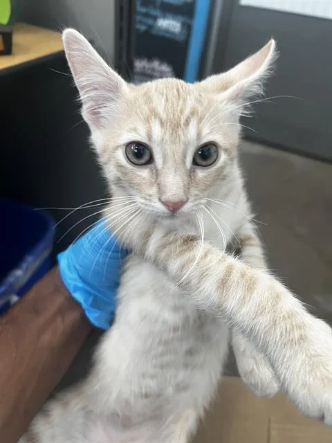 A baby medium-sized male Domestic Medium Hair cat named Pepper for adoption in Dallas, TX