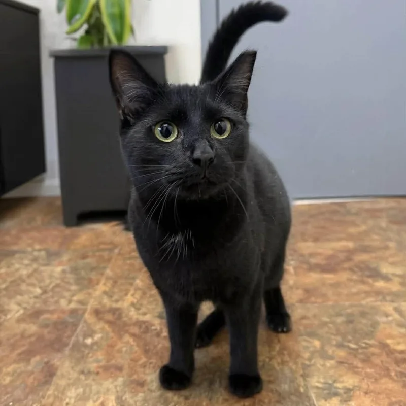 Chicken Nugget thumbnail 2