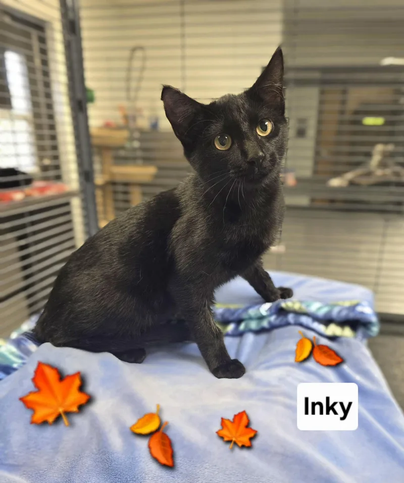 A young small-sized female Domestic Short Hair cat named Inky for adoption in Mount Carmel, IL