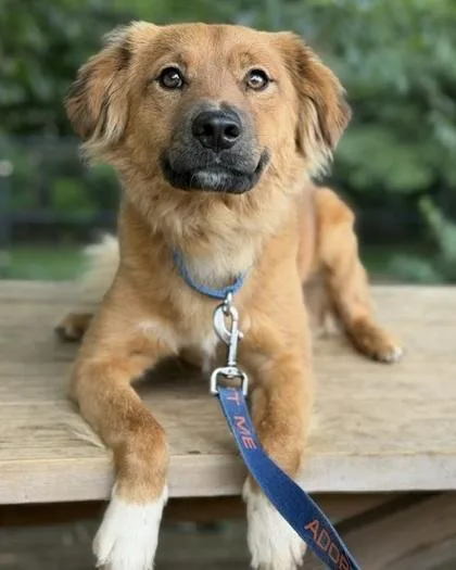 An adult medium-sized male Spaniel dog named Posty for adoption in Malvern, PA