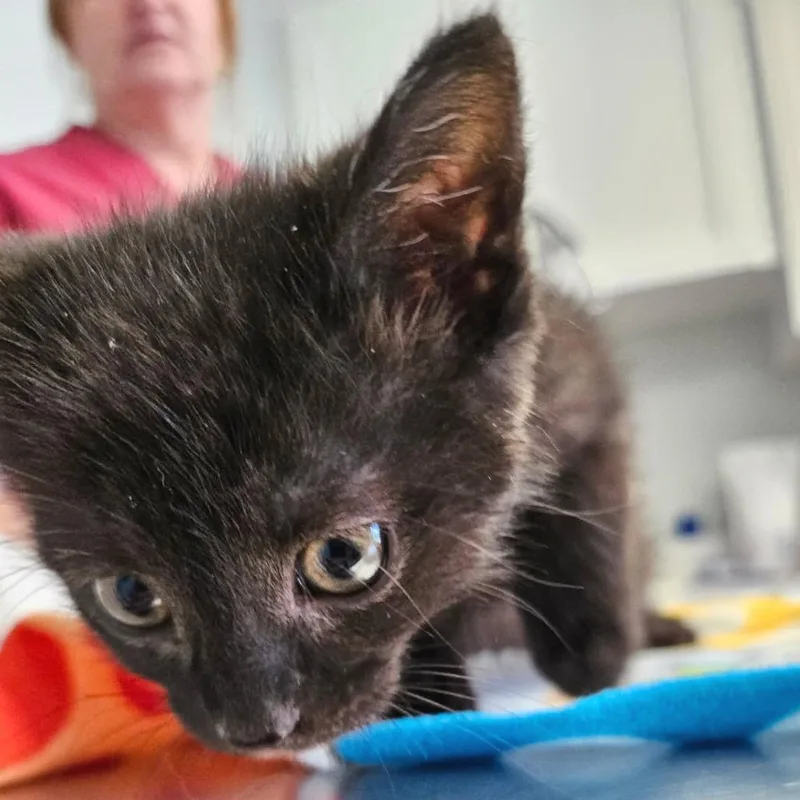 A baby small-sized male Domestic Short Hair cat named Coal for adoption in Cumming, GA