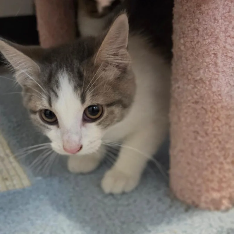 A baby small-sized male Domestic Short Hair cat named Almond Joy for adoption in Muncie, IN