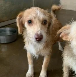 An adult medium-sized female Mixed Breed dog named Farfalle for adoption in West Chester, PA