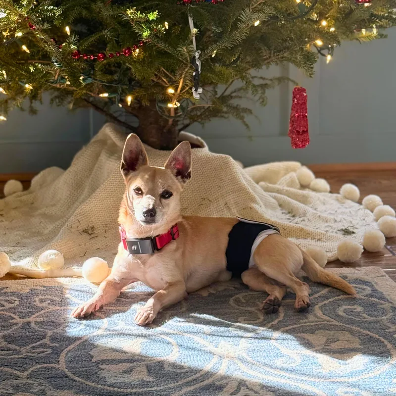 An adult small-sized male Apricot / Beige Chihuahua dog named Leo for adoption in Baldwin, MD