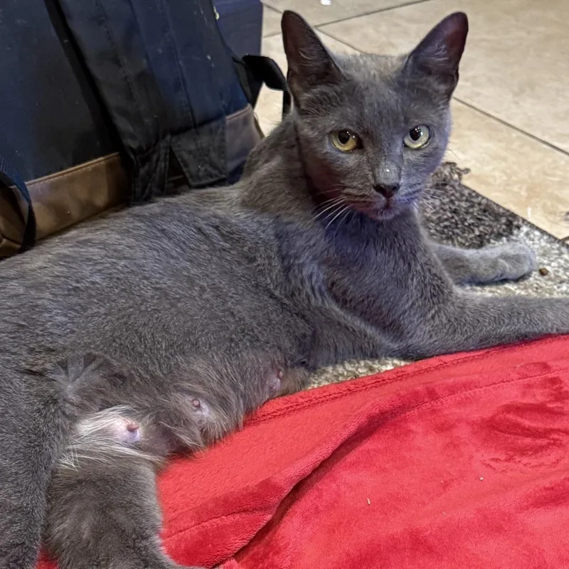 A young medium-sized female Gray / Blue / Silver Domestic Short Hair cat named Marjorie for adoption in Middle Village, NY