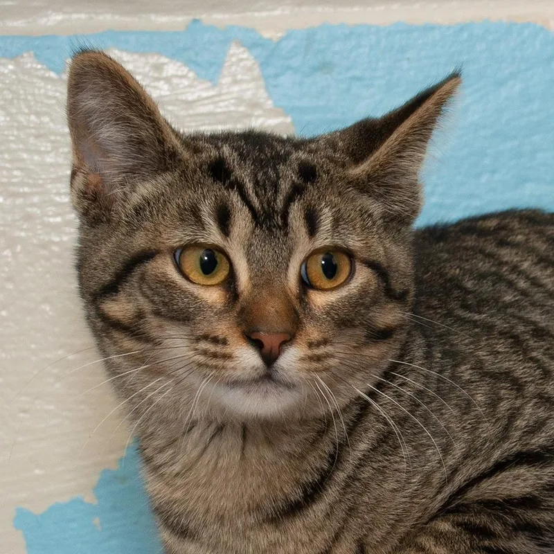 A baby small-sized male Domestic Medium Hair cat named Leonardo for adoption in Troy, OH