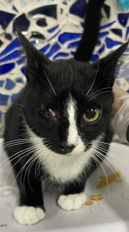 A young small-sized male Domestic Short Hair cat named Einstein for adoption in Pensacola, FL