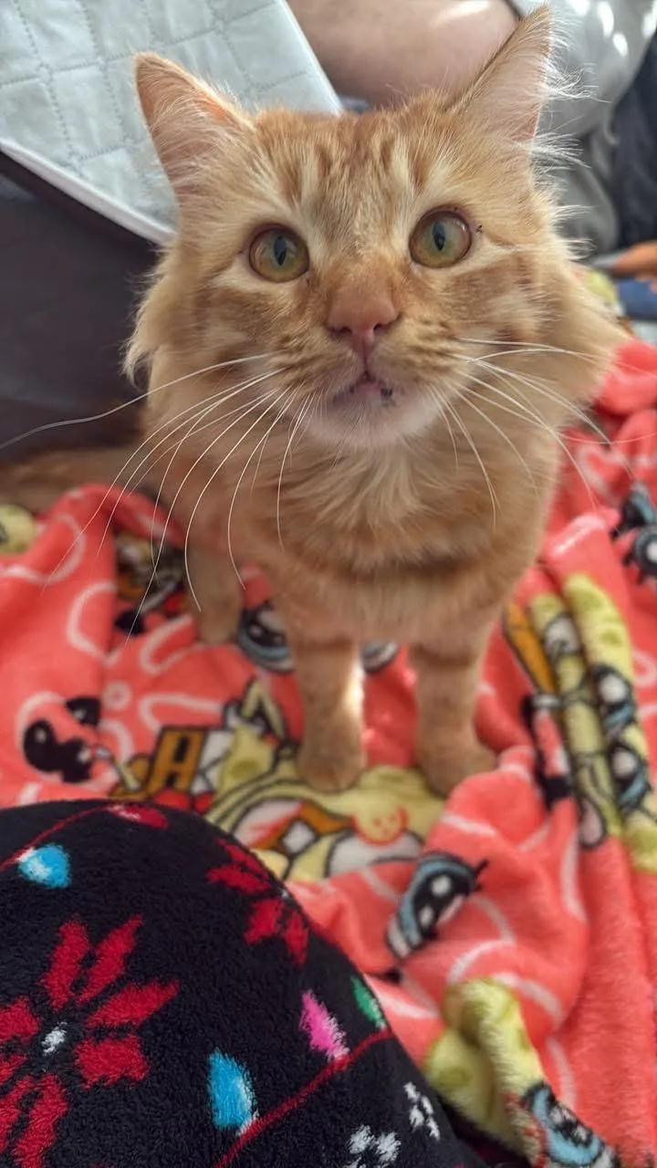 A young medium-sized female Domestic Long Hair cat named Winnie for adoption in La Puente, CA