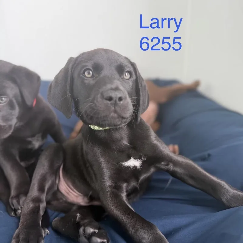 A baby small-sized male Black Labrador Retriever dog named Larry for adoption in Tacoma, WA