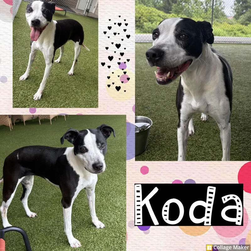 Koda