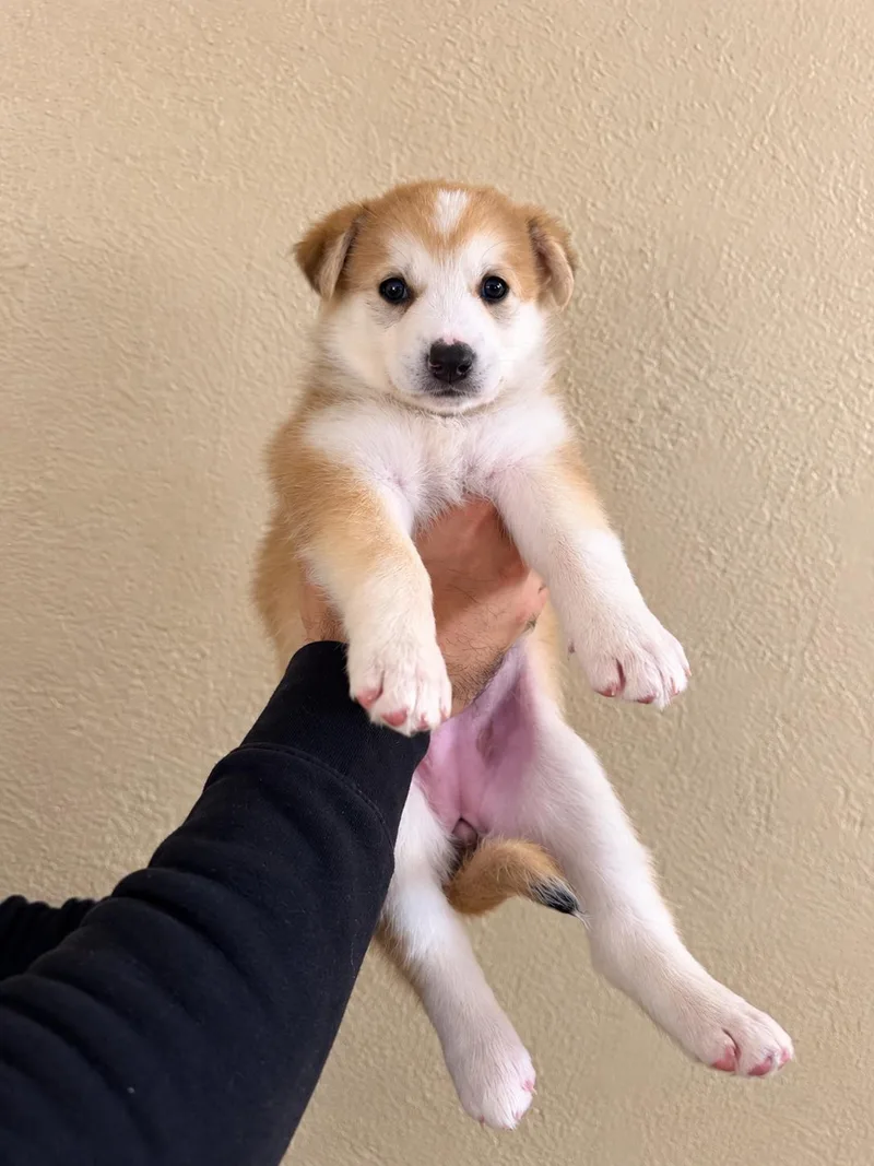 A baby medium-sized female German Shepherd Dog named Khaleesi for adoption in Lodi, CA