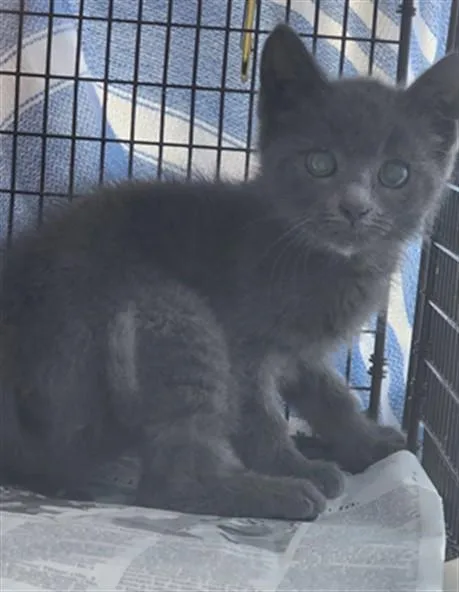 A baby small-sized female Domestic Medium Hair cat named Aloy for adoption in Los Angeles, CA