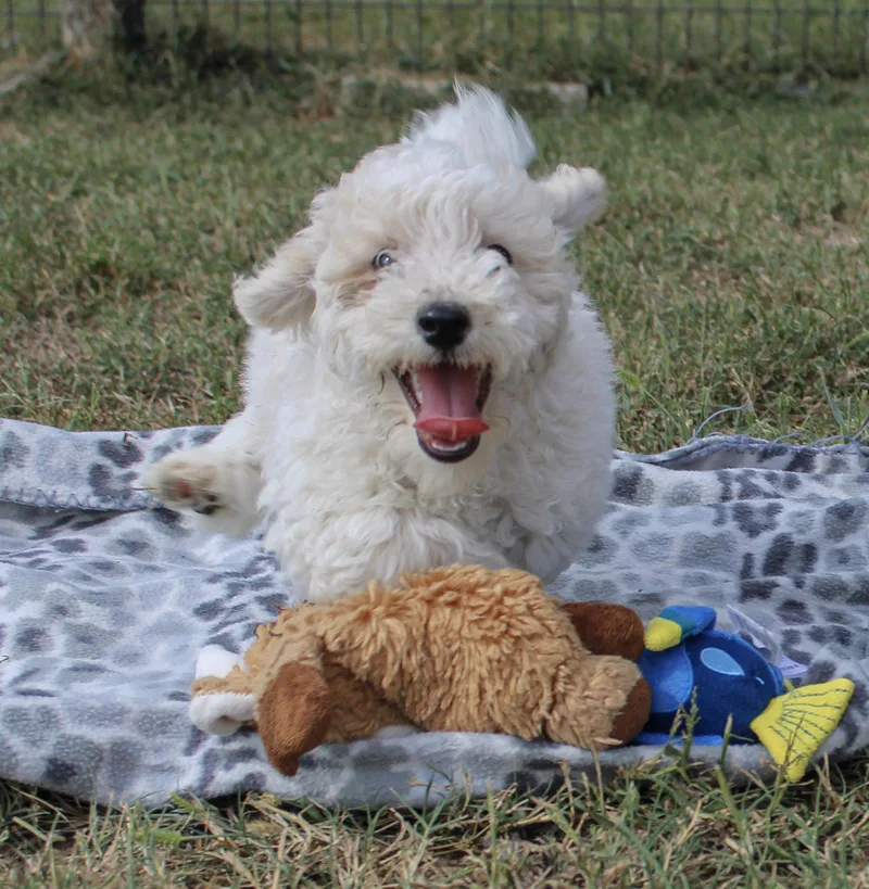 A young small-sized male White / Cream Bichon Frise dog named Sparky for adoption in Neosho, MO