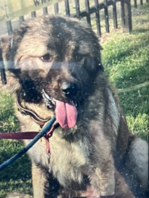 An adult large-sized male Mixed Breed dog named Shaggy for adoption in Dallas, TX