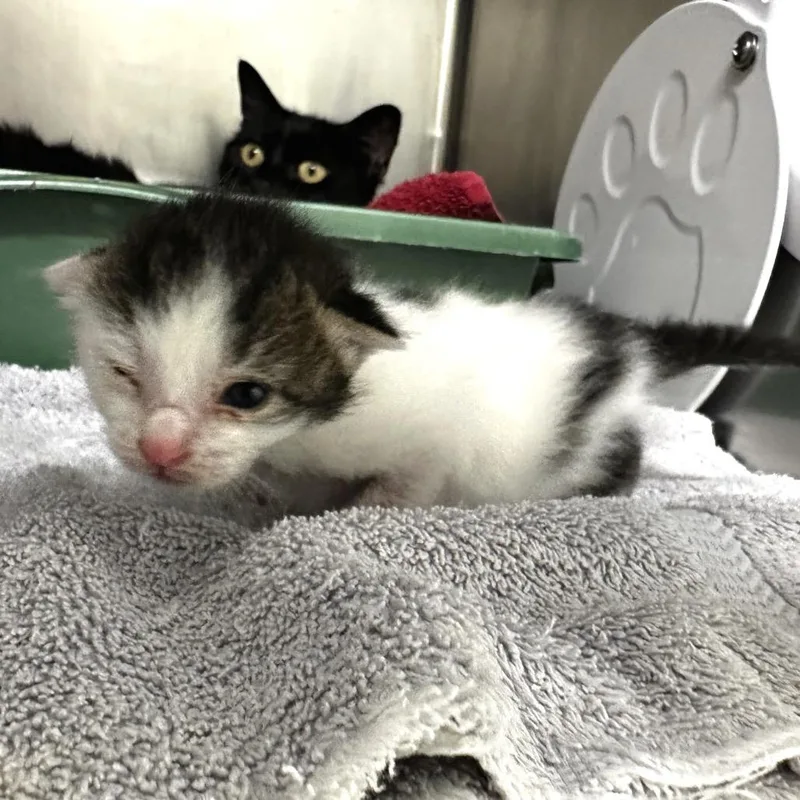 A baby small-sized female Black Domestic Short Hair cat named Opossum for adoption in Warrensburg, MO