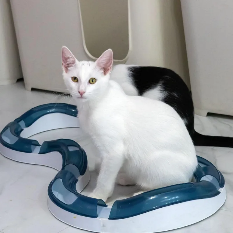 A baby medium-sized male White Domestic Short Hair cat named Feta for adoption in McKean, PA