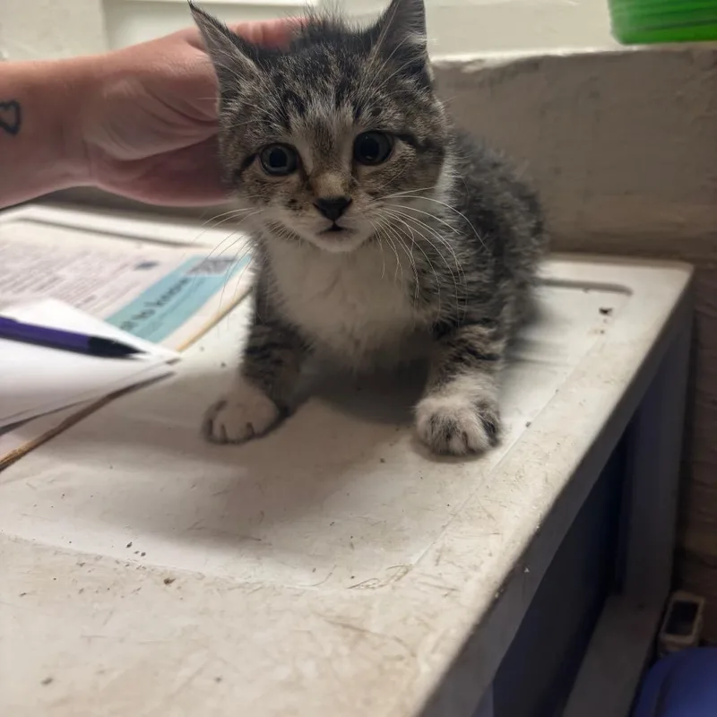 A baby small-sized female Gray / Blue / Silver Domestic Short Hair cat named Star for adoption in Clanton, AL