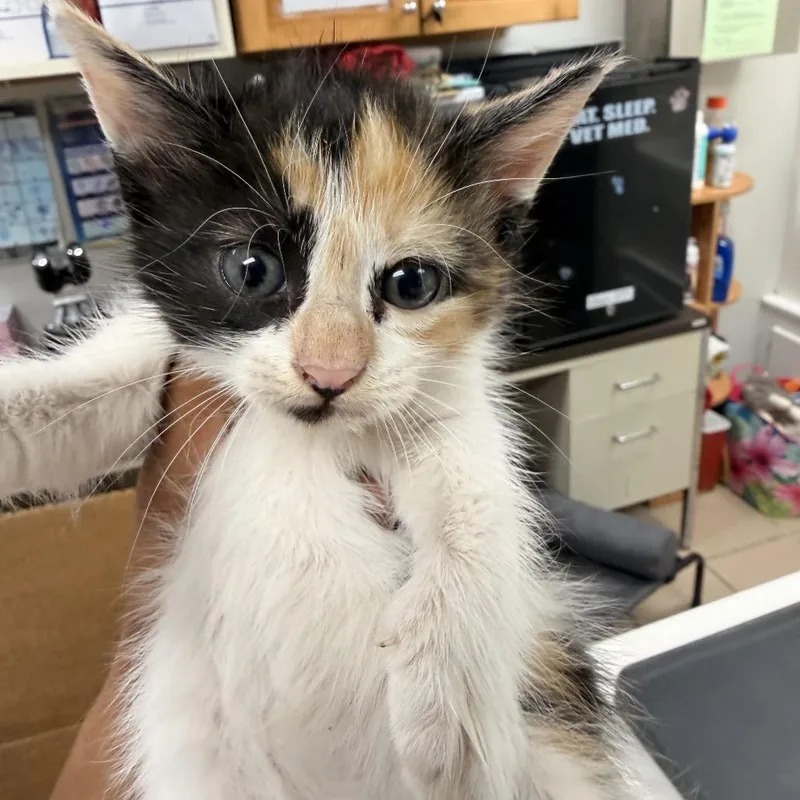 A baby small-sized female Calico Domestic Short Hair cat named BumbleBee for adoption in Starkville, MS